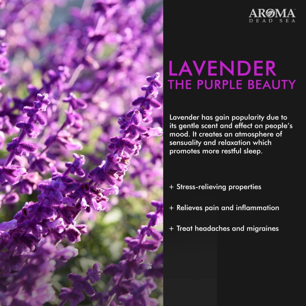 Body Lotion Lavender